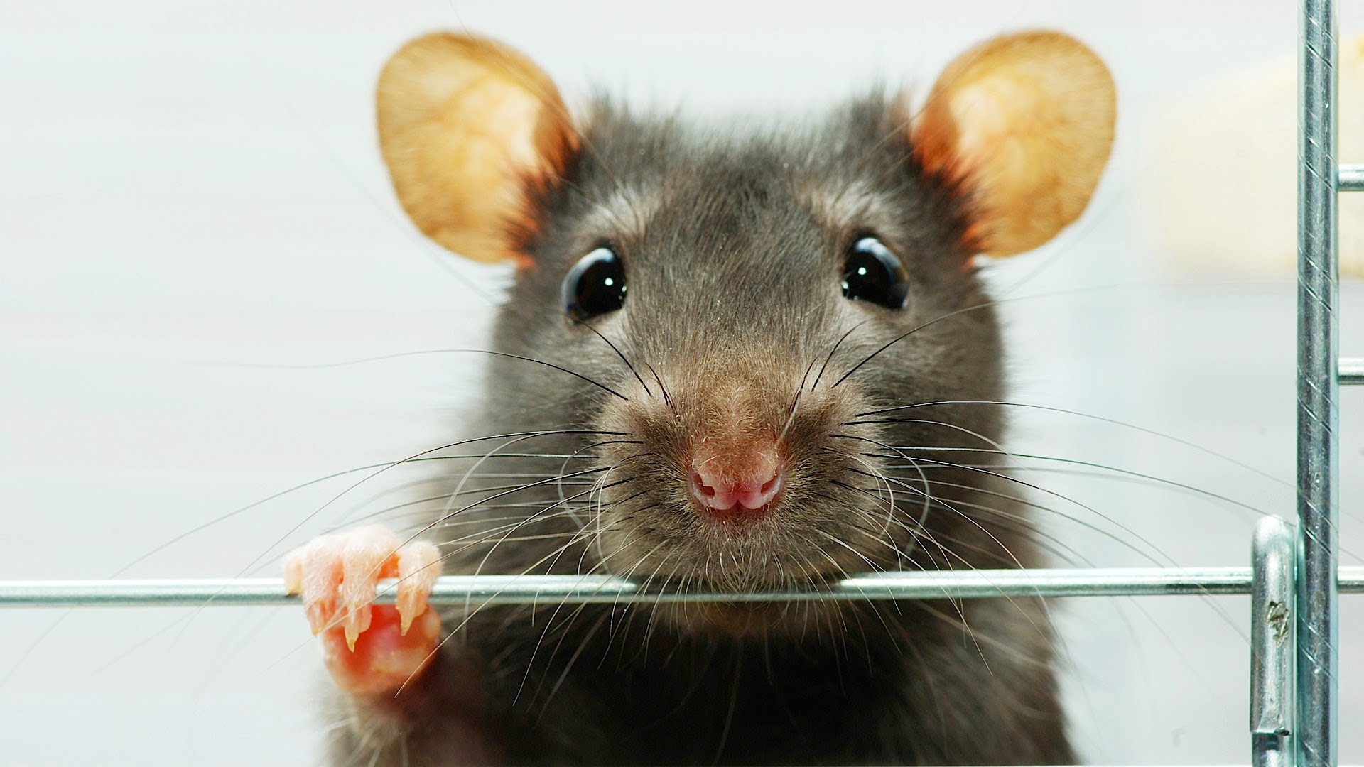 Проверенные способы борьбы с мышами