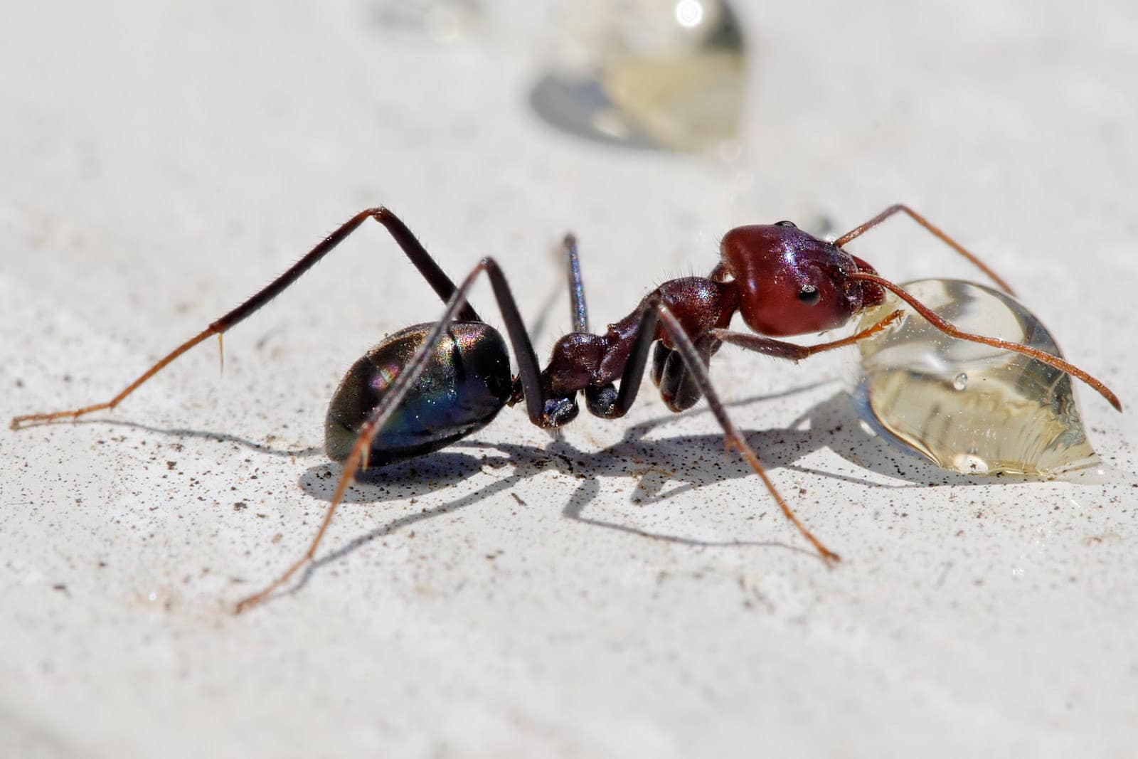 Как избавиться от муравьев 