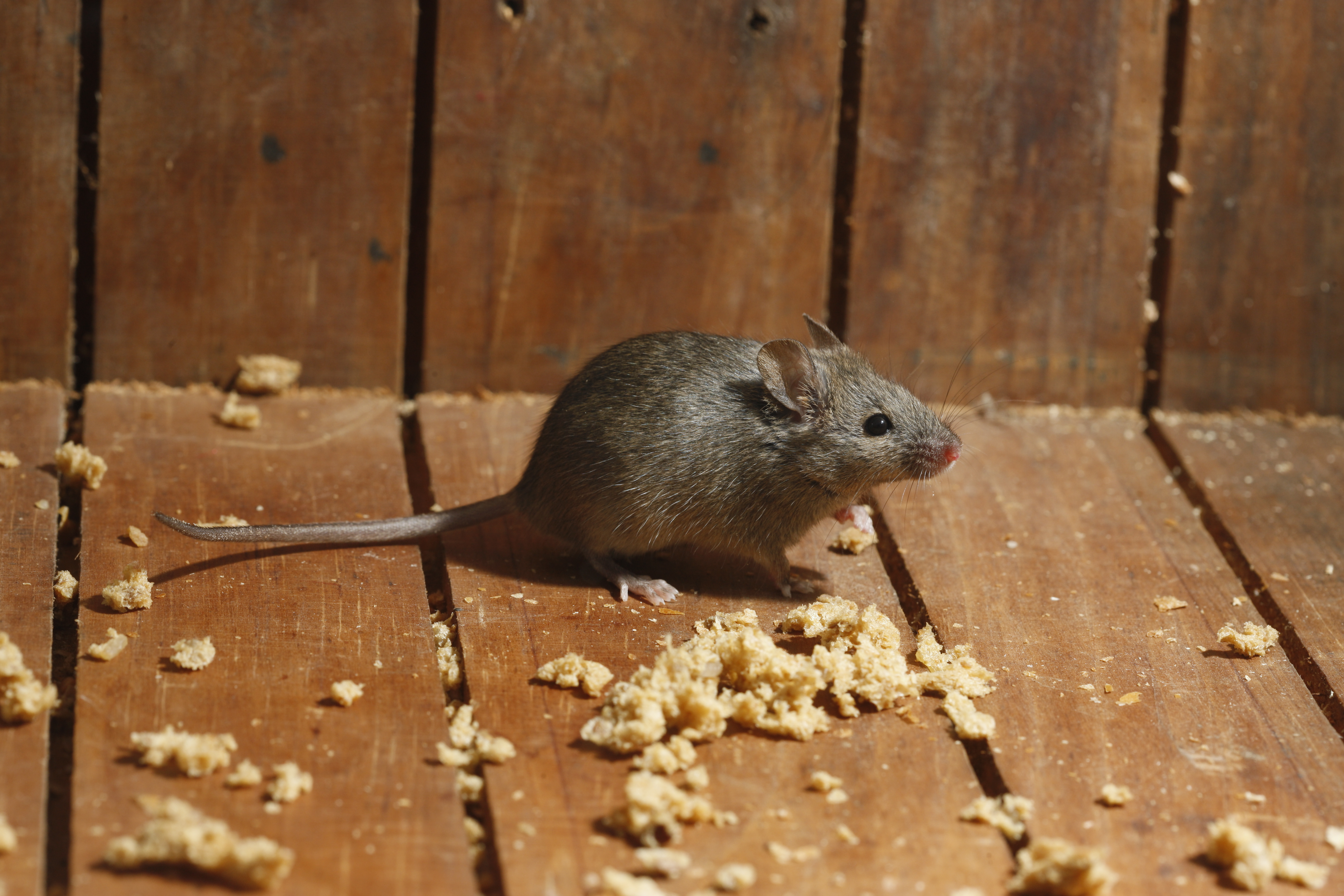 Крысы в идеальных условиях. Домовая мышь. Дом мышки. Мышк. Мышь Подвальная.